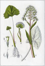 Attēlu rezultāti vaicājumam “Petasites spurius bud”