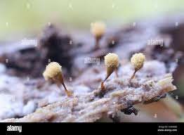 Attēlu rezultāti vaicājumam “Hemitrichia calyculata stalked”