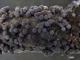 Attēlu rezultāti vaicājumam “Badhamia foliicola”