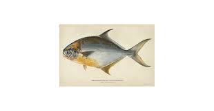 Image result for Trachinotus carolinus