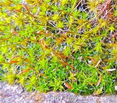 Attēlu rezultāti vaicājumam “Heterotrichia oerstedii (syn. Arcyria oerstedii) stalked”