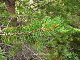 Attēlu rezultāti vaicājumam “Pinus sylvestris leaf”
