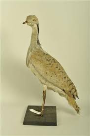 Image result for Chlamydotis macqueenii