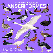 Attēlu rezultāti vaicājumam “Anseriformes”