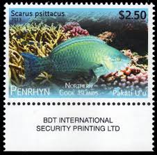 Image result for Scarus psittacus