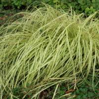 Attēlu rezultāti vaicājumam “Carex pseudocyperus female flower”