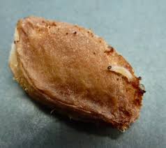 Attēlu rezultāti vaicājumam “Grapholita funebrana larva”