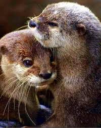 Image result for Eltham Otters
