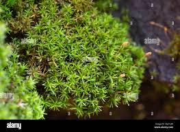 Attēlu rezultāti vaicājumam “Gymnostomum aeruginosum”