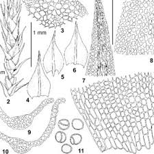 Attēlu rezultāti vaicājumam “Didymodon tophaceus”