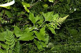 Attēlu rezultāti vaicājumam “Chenopodium bonus-henricus leaf”