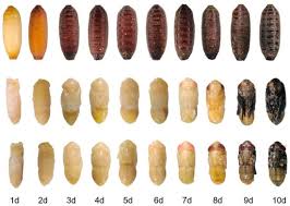 Attēlu rezultāti vaicājumam “Scardia boletella pupa”