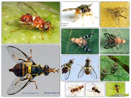 Attēlu rezultāti vaicājumam “Tephritidae”