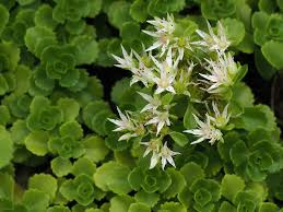 Attēlu rezultāti vaicājumam “Phedimus spurius leaf”