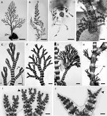 Attēlu rezultāti vaicājumam “Ceramium sp.”