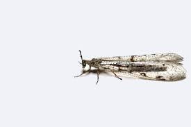 Attēlu rezultāti vaicājumam “Myrmeleontidae imago”