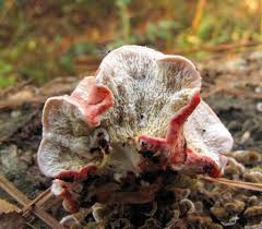 Attēlu rezultāti vaicājumam “Phlebia serialis”