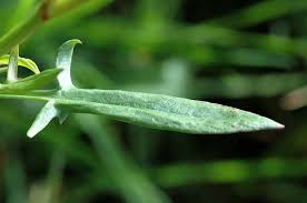 Attēlu rezultāti vaicājumam “Rumex aquaticus fruit”