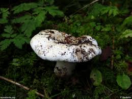 Attēlu rezultāti vaicājumam “Lactarius bertillonii”