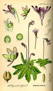 Attēlu rezultāti vaicājumam “Pinguicula vulgaris leaf”