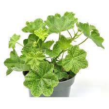 Attēlu rezultāti vaicājumam “Geranium palustre leaf”