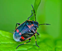 Attēlu rezultāti vaicājumam “Eurydema oleracea”