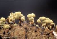 Attēlu rezultāti vaicājumam “Physarum viride var. incanum spores”