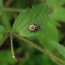 Attēlu rezultāti vaicājumam “Eurydema oleracea”