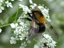 Attēlu rezultāti vaicājumam “Volucella bombylans”