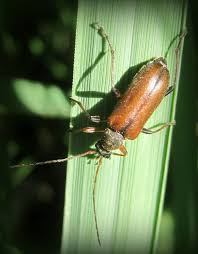 Attēlu rezultāti vaicājumam “Cortodera femorata”