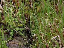 Attēlu rezultāti vaicājumam “Lycopodiella inundata”