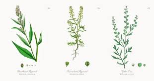 Attēlu rezultāti vaicājumam “Lepidium latifolium”