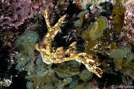 ผลการค้นหารูปภาพสำหรับ Bornella Anguilla