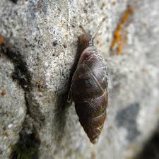 Attēlu rezultāti vaicājumam “Ena montana”