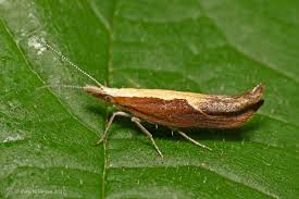 Attēlu rezultāti vaicājumam “Ypsolophidae”