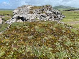 Attēlu rezultāti vaicājumam “Tortella inclinata”