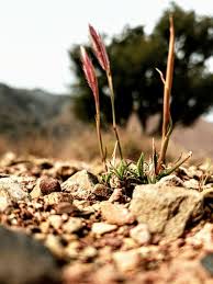 Attēlu rezultāti vaicājumam “Brachypodium sylvaticum fruit”