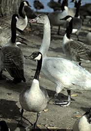 Attēlu rezultāti vaicājumam “Cygnus columbianus”