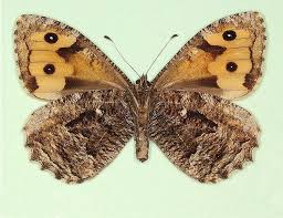 Attēlu rezultāti vaicājumam “Hipparchia semele”