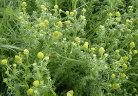 Attēlu rezultāti vaicājumam “Matricaria discoidea leaf”
