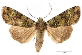 Attēlu rezultāti vaicājumam “Anaplectoides prasina”