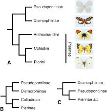 Attēlu rezultāti vaicājumam “Pieridae”