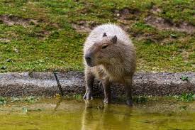 Attēlu rezultāti vaicājumam “Hydrochoerus hydrochaeris”