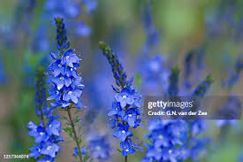 Attēlu rezultāti vaicājumam “Veronica austriaca subsp. teucrium”