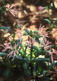 Image result for Lychnis flos-cuculi