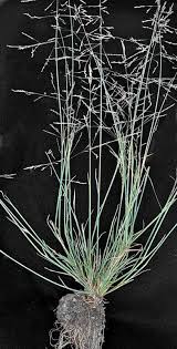 Attēlu rezultāti vaicājumam “Puccinellia distans”