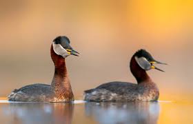 Image result for Podiceps grisegena