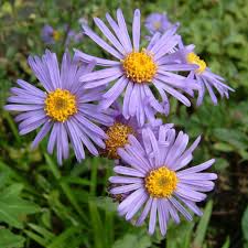 Image result for Aster amellus