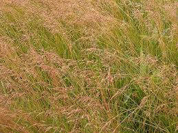 Attēlu rezultāti vaicājumam “Poa pratensis”