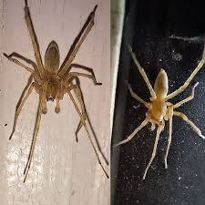 Attēlu rezultāti vaicājumam “Cheiracanthium sp. male”